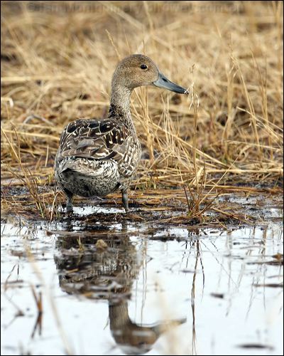 Northern Pintail northern_pintail_66705.psd