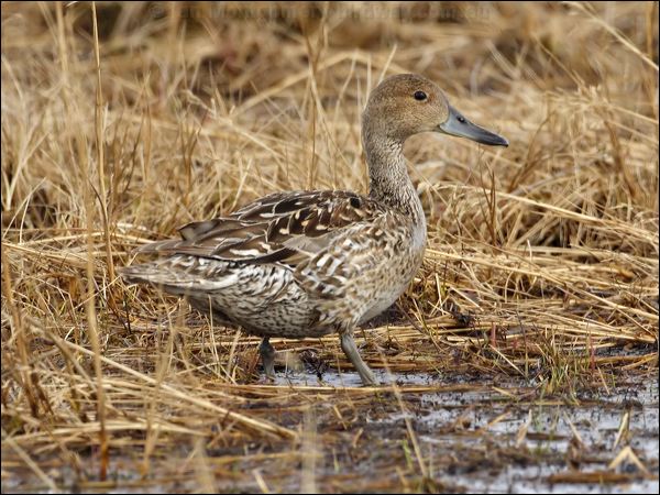 Northern Pintail northern_pintail_66710.psd