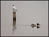 northern_shoveller_170087