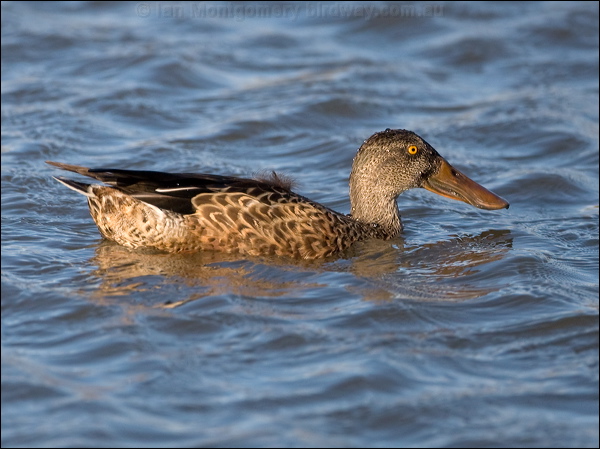 Northern Shoveler northern_shoveler_109839.psd