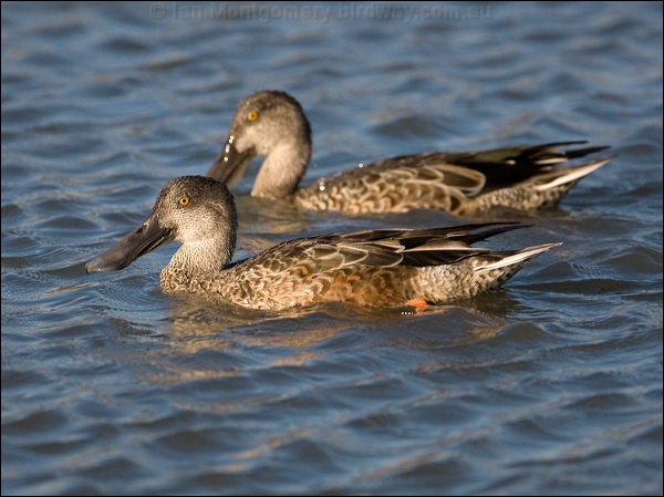 Northern Shoveler northern_shoveler_109863.psd