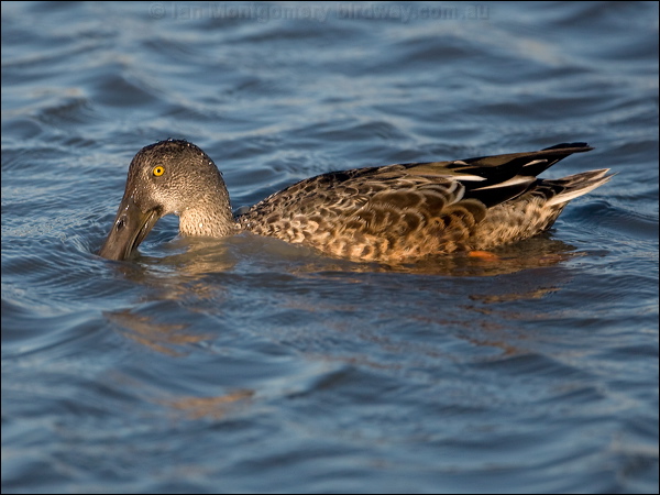 Northern Shoveler northern_shoveler_109899.psd