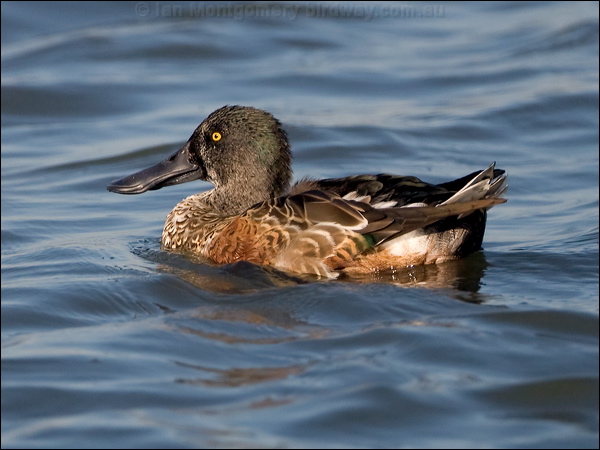 Northern Shoveler northern_shoveler_110328.psd
