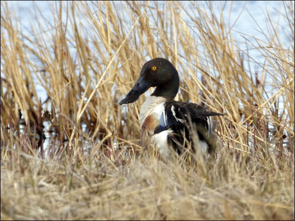 Northern Shoveler northern_shoveler_66991.psd