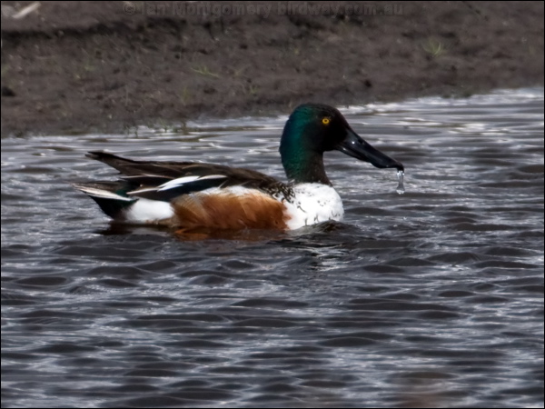 Northern Shoveler northern_shoveler_68122.psd