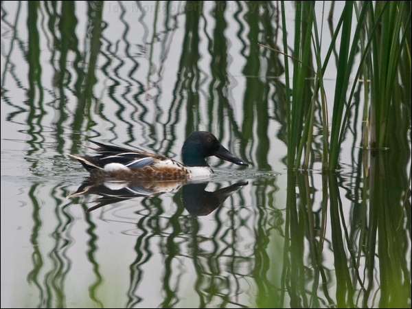 Northern Shoveler northern_shoveller_170101.psd