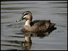 pacific_black_duck_08955