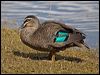 Click here to enter gallery and see photos of Pacific Black Duck