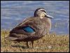 pacific_black_duck_164779