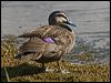 pacific_black_duck_164795