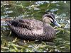 pacific_black_duck_47152