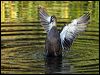 pacific_black_duck_81358