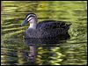 pacific_black_duck_81360