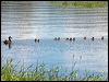pacific_black_duck_84974