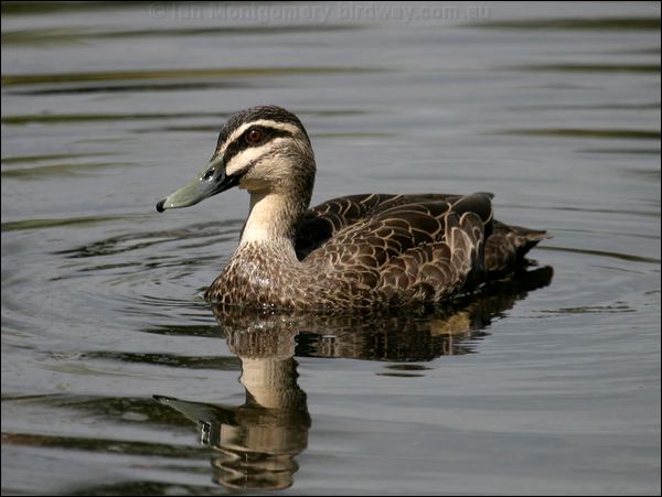 Pacific Black Duck pacific_black_duck_08955.jpg