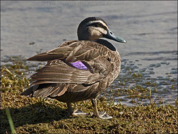 Pacific Black Duck pacific_black_duck_164795.psd