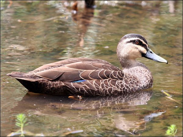 Pacific Black Duck pacific_black_duck_47187.jpg