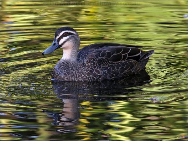 Pacific Black Duck pacific_black_duck_81360.psd