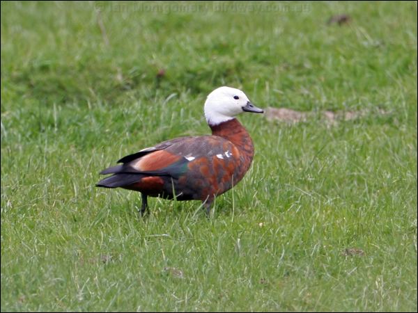 Paradise Shelduck paradise_shelduck_133486.psd
