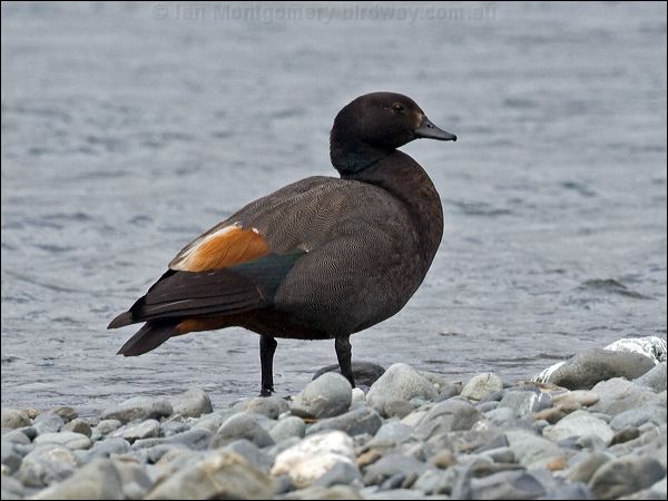 Paradise Shelduck paradise_shelduck_133519.psd