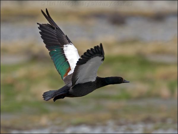 Paradise Shelduck paradise_shelduck_133522.psd