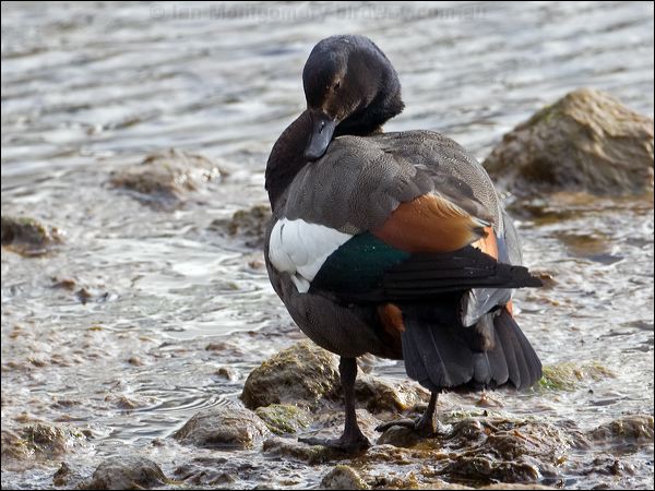 Paradise Shelduck paradise_shelduck_133663.psd