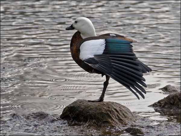 Paradise Shelduck paradise_shelduck_133678.psd