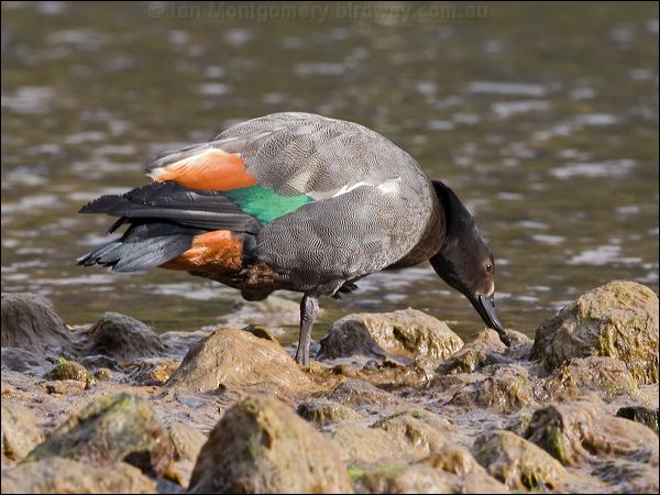 Paradise Shelduck paradise_shelduck_133688.psd