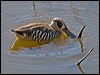 pink_eared_duck_155564