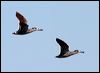 pink_eared_duck_33715