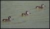 pink_eared_duck_42045
