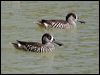 pink_eared_duck_42052