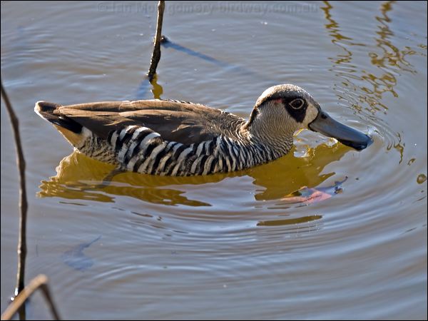 Pink-eared Duck pink_eared_duck_155559.psd