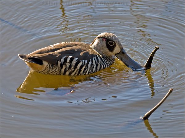 Pink-eared Duck pink_eared_duck_155564.psd