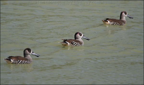 Pink-eared Duck pink_eared_duck_42045.jpg