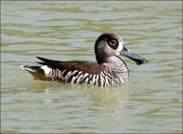 Pink-eared Duck pink_eared_duck_42049.psd