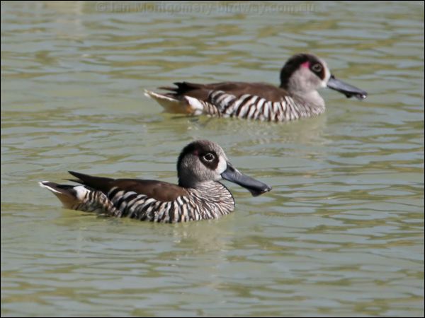 Pink-eared Duck pink_eared_duck_42052.jpg