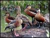 plumedwhistlingduck_09206