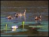 plumedwhistlingduck_100404