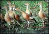 plumedwhistlingduck_10087