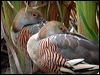 plumedwhistlingduck_12006