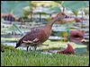 plumedwhistlingduck_157052