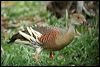plumedwhistlingduck_15735