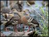 plumedwhistlingduck_36710