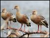 plumedwhistlingduck_36722