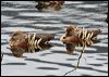 plumedwhistlingduck_36762