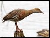 plumedwhistlingduck_36776