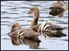 plumedwhistlingduck_36781