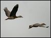 plumedwhistlingduck_36863
