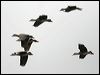 plumedwhistlingduck_36866